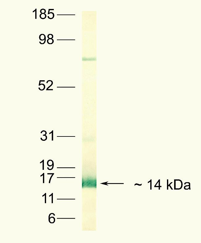 Angiopoietin 2 Antibody in Western Blot (WB)