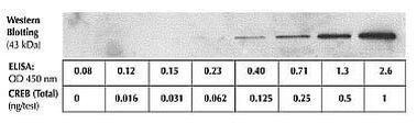 Human CREB (Total) ELISA Kit