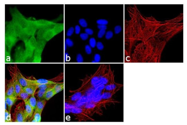 JAM3 Antibody in Immunocytochemistry (ICC/IF)