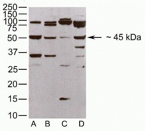 JAM3 Antibody in Western Blot (WB)