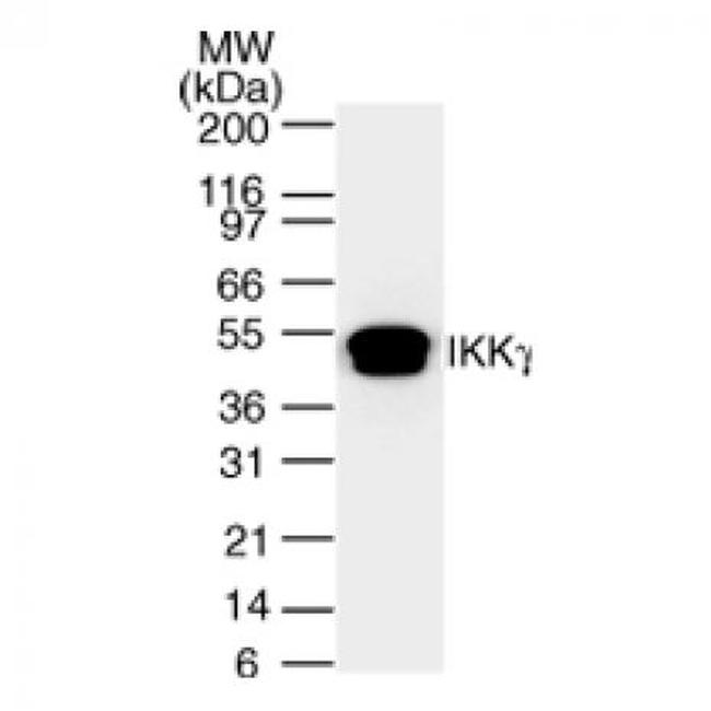 IKK gamma Antibody in Western Blot (WB)