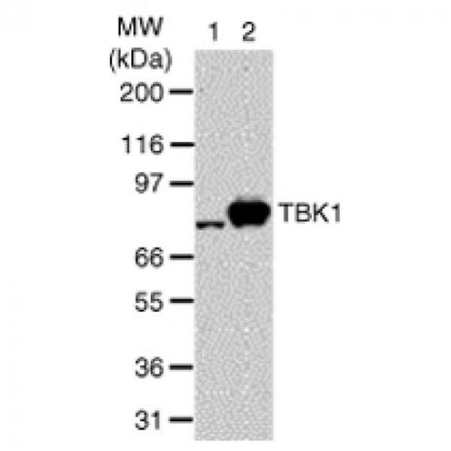 TBK1 Antibody in Western Blot (WB)