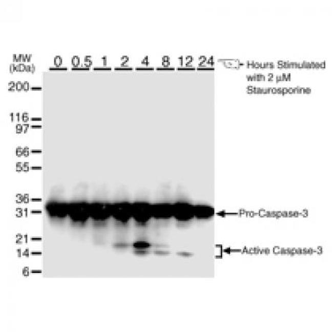 Caspase-3 Antibody in Western Blot (WB)