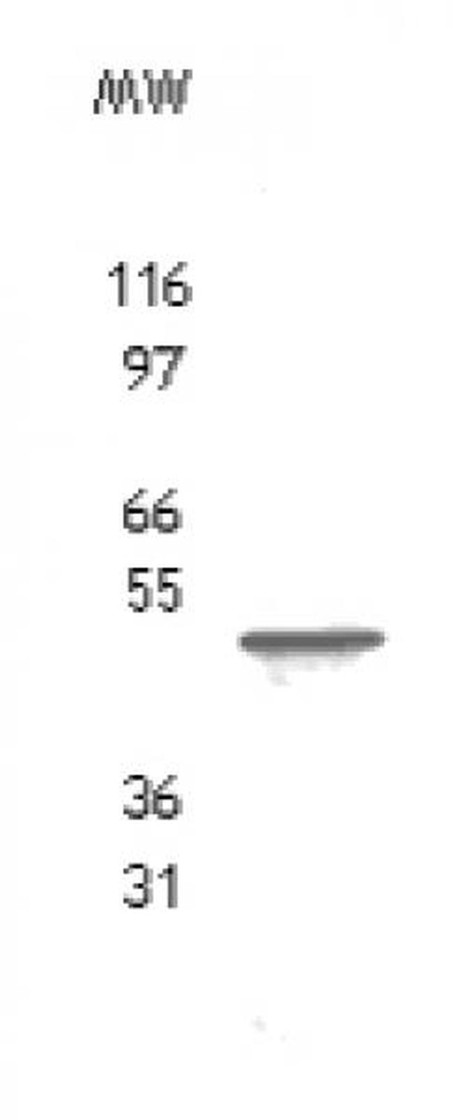 TROY/TAJ Antibody in Western Blot (WB)