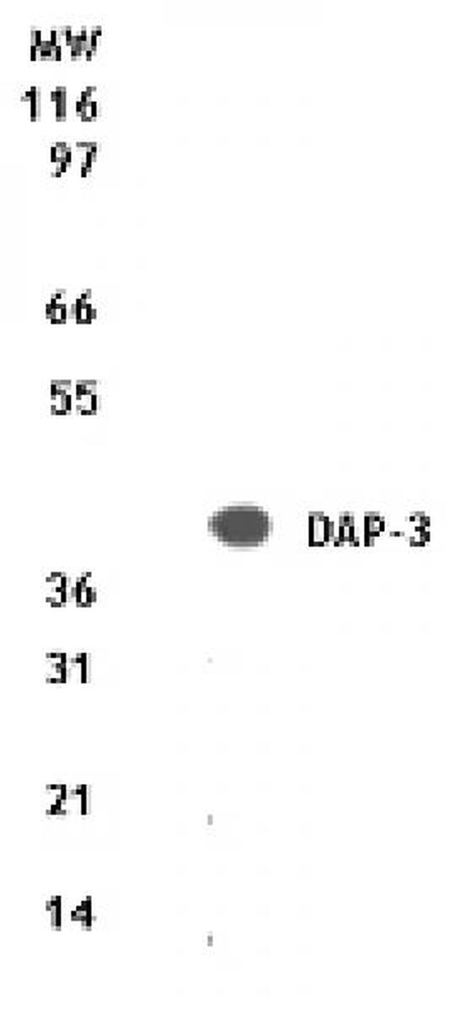 DAP-3 Antibody in Western Blot (WB)