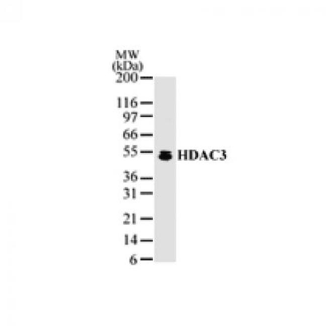 HDAC3 Antibody in Western Blot (WB)