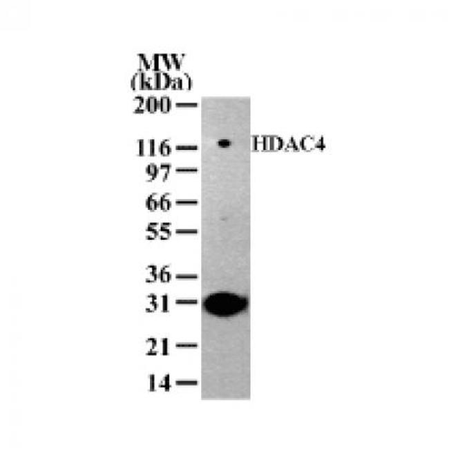 HDAC4 Antibody in Western Blot (WB)