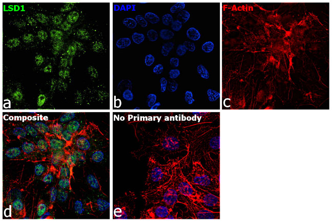 LSD1 Antibody in Immunocytochemistry (ICC/IF)