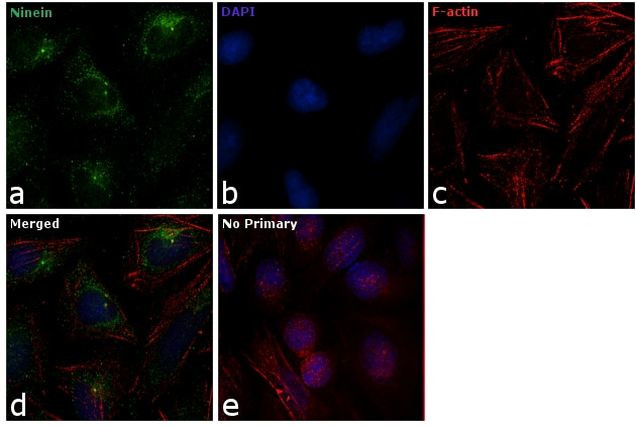 Ninein Antibody in Immunocytochemistry (ICC/IF)