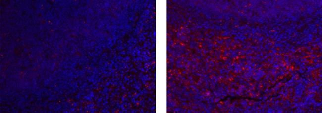 Rat IgG2a kappa Isotype Control in Immunohistochemistry (Paraffin) (IHC (P))