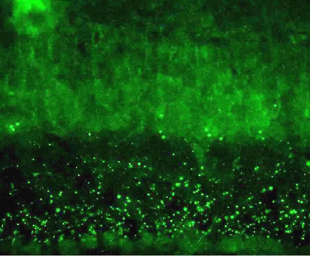 Connexin 45 Antibody in Immunohistochemistry (Frozen) (IHC (F))