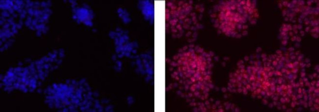 OCT3/4 Antibody in Immunocytochemistry (ICC/IF)