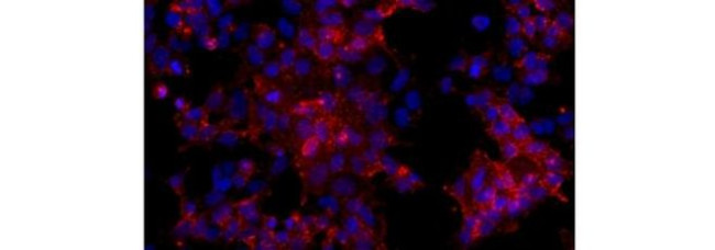 SSEA4 Antibody in Immunocytochemistry (ICC/IF)