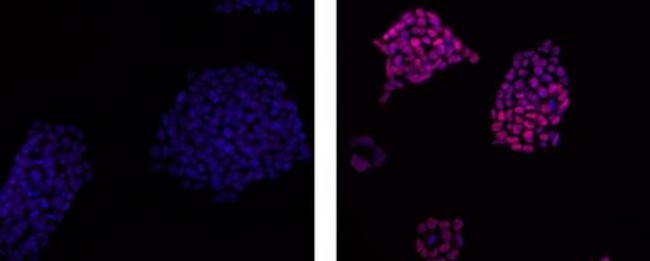 SOX2 Antibody in Immunocytochemistry (ICC/IF)