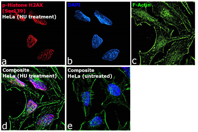 Phospho-Histone H2A.X (Ser139) Antibody in Immunocytochemistry (ICC/IF)