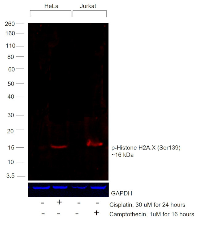 Phospho-Histone H2A.X (Ser139) Antibody in Western Blot (WB)