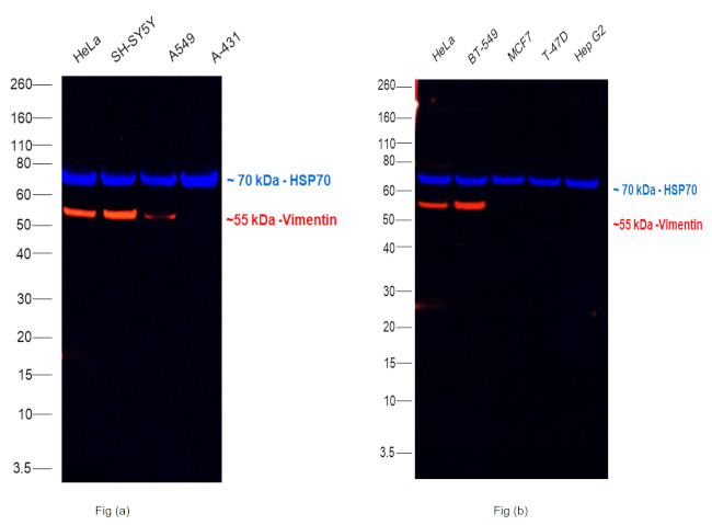 Vimentin Antibody in Western Blot (WB)