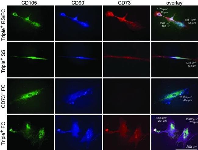 CD73 Antibody in Immunocytochemistry (ICC/IF)