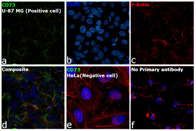 CD73 Antibody