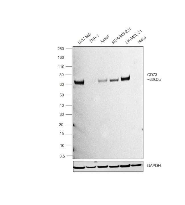 CD73 Antibody