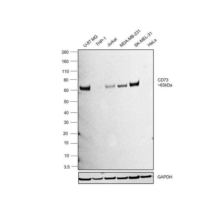 CD73 Antibody in Western Blot (WB)