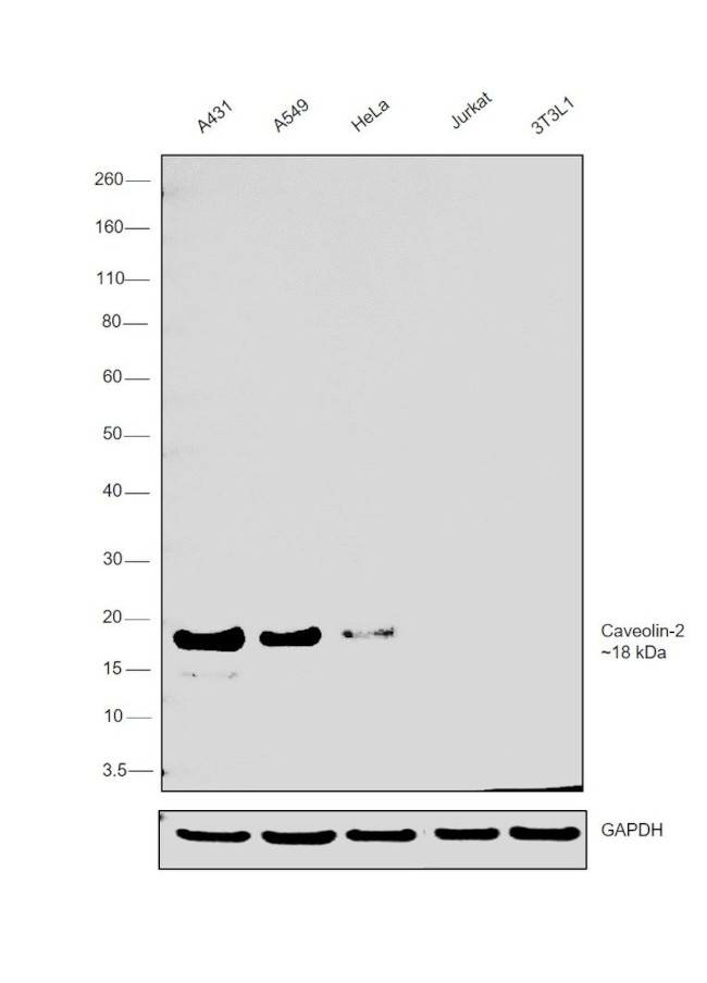 Caveolin 2 Antibody