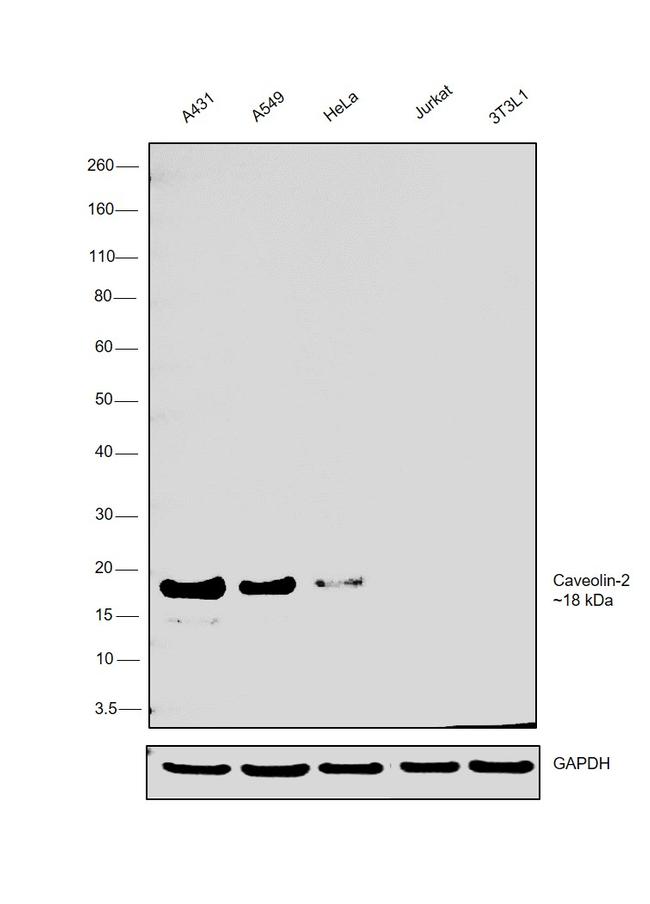 Caveolin 2 Antibody in Western Blot (WB)