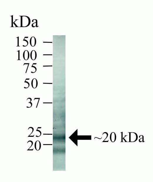 Caveolin 2 Antibody in Western Blot (WB)