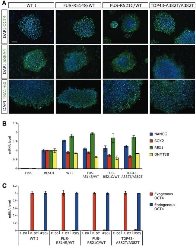 TRA-1-60 Antibody in Immunocytochemistry (ICC/IF)