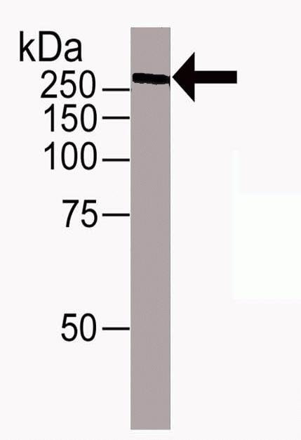 TRA-1-81 Antibody in Western Blot (WB)