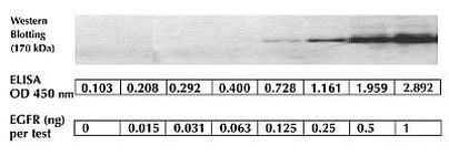 Human EGFR (Full-length) ELISA Kit