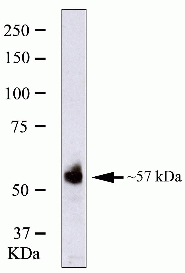 RUNX2 Antibody in Western Blot (WB)