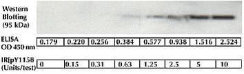 Human IR (Phospho) [pY1158] ELISA Kit