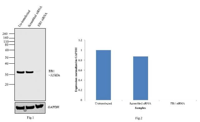 EB1 Antibody