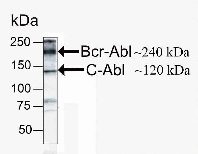 c-Abl Antibody in Western Blot (WB)