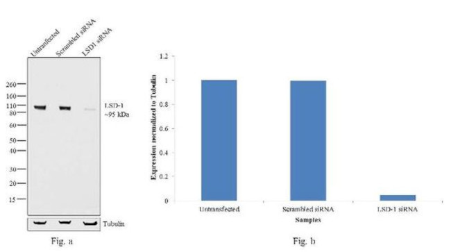 LSD1 Antibody