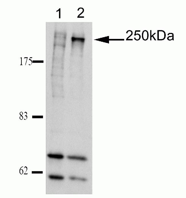 Ninein Antibody in Western Blot (WB)