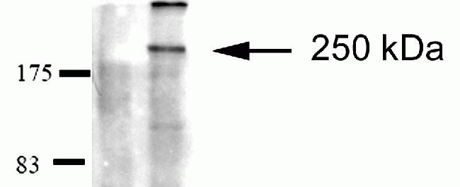 Ninein Antibody in Immunoprecipitation (IP)