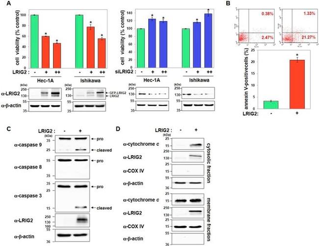 OxPhos Complex IV subunit IV Antibody in Western Blot (WB)