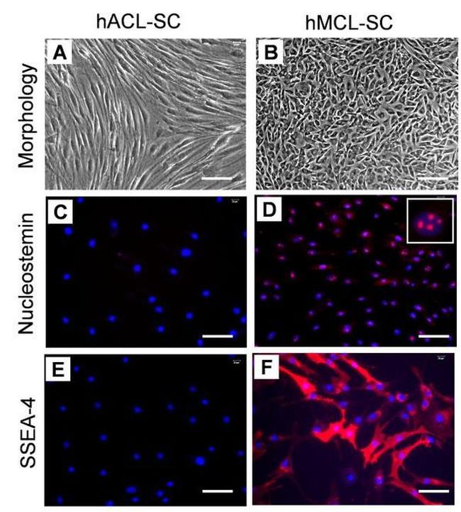 SSEA4 Antibody in Immunocytochemistry (ICC/IF)