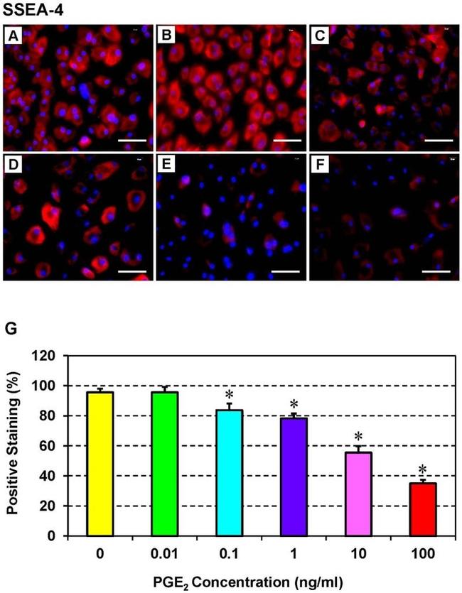 SSEA4 Antibody in Immunocytochemistry (ICC/IF)