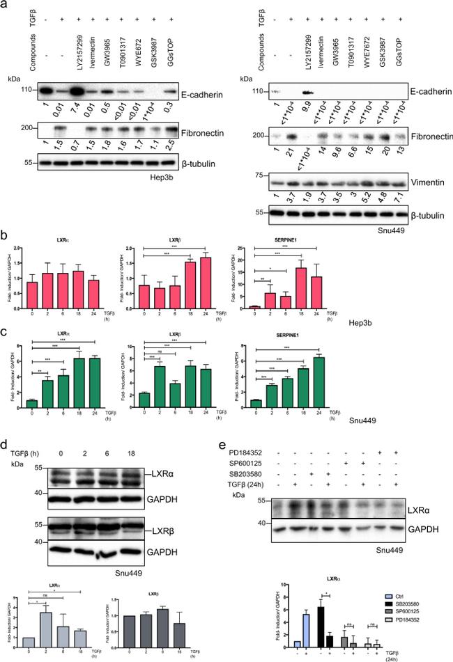 LXR beta Antibody in Western Blot (WB)