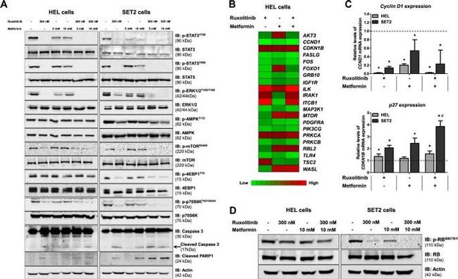 ERK1/ERK2 Antibody in Western Blot (WB)