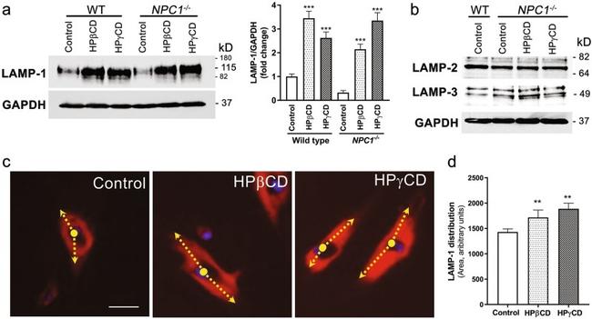 LAMP2 Antibody in Western Blot (WB)