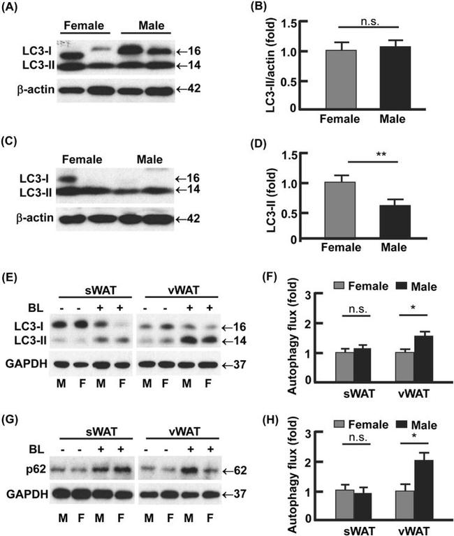 beta Actin Loading Control Antibody in Western Blot (WB)