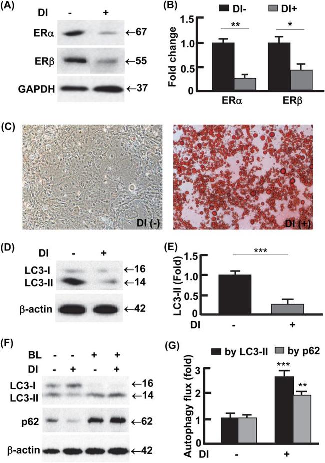 beta Actin Antibody in Western Blot (WB)