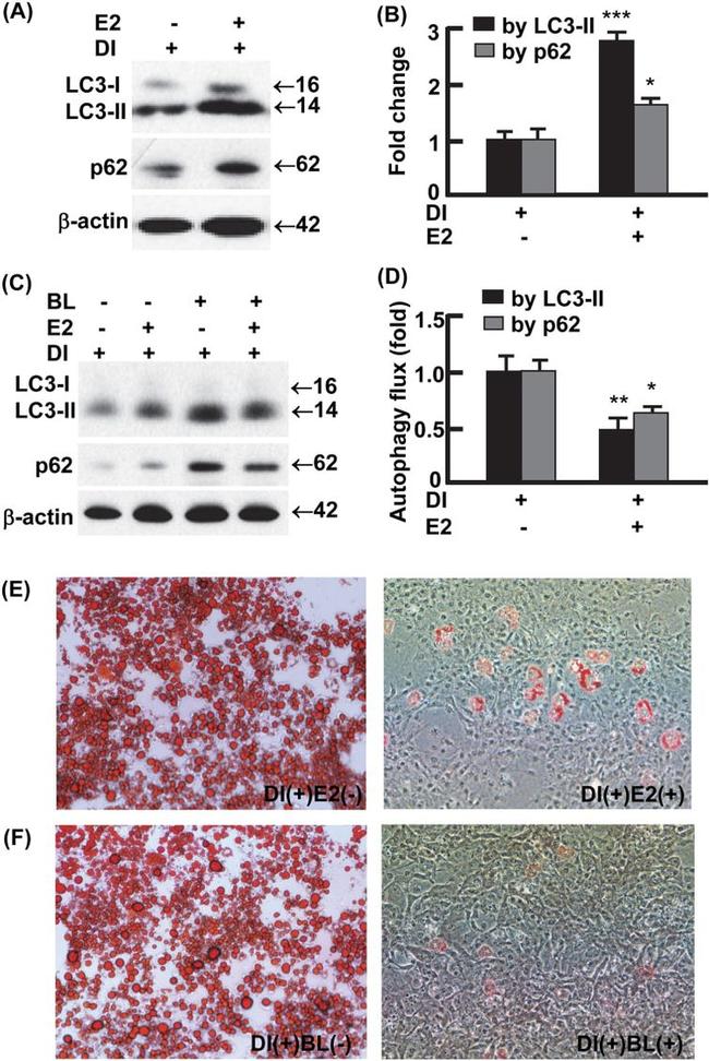 beta Actin Loading Control Antibody in Western Blot (WB)