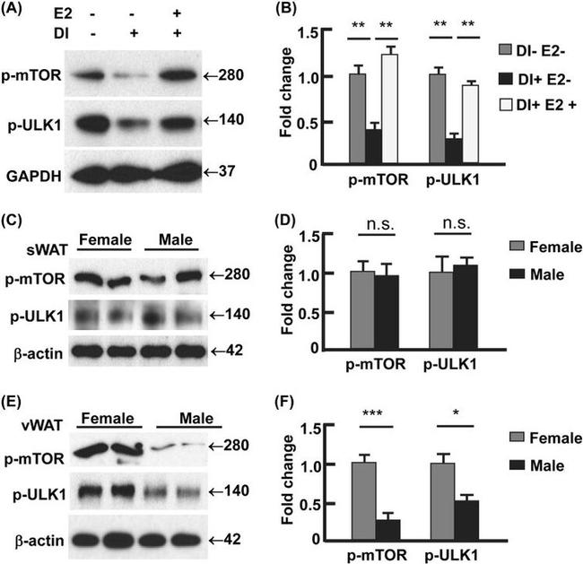 beta Actin Loading Control Antibody in Western Blot (WB)