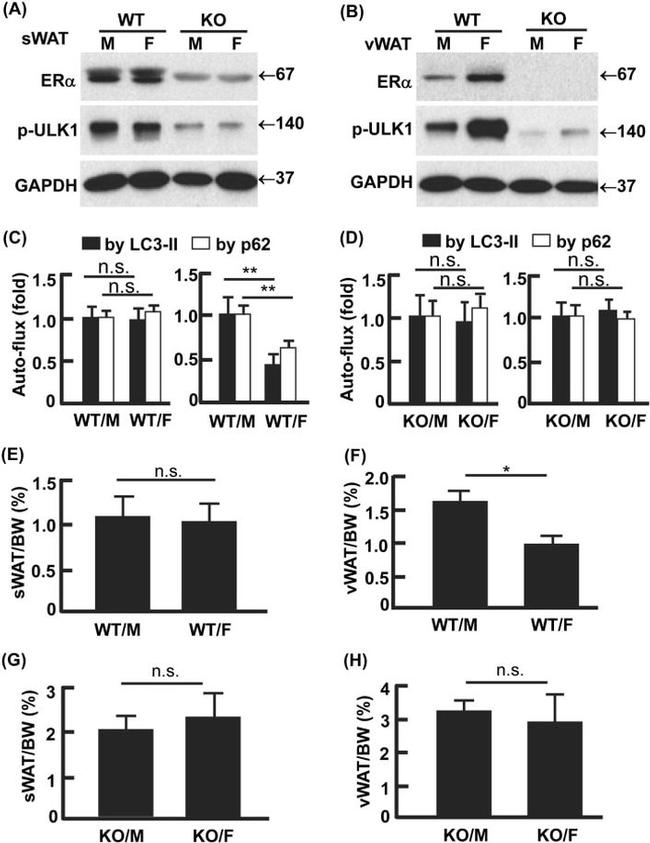 GAPDH Loading Control Antibody in Western Blot (WB)