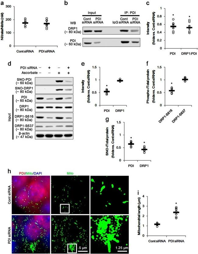 DNM1L Antibody in Western Blot (WB)